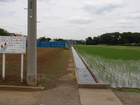 左側に畑が広がり、用水路を挟んで右側には緑の稲が植えられた田んぼが写っている写真