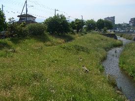 背の低い草が生えた場所で、右側に小川が流れており左側に生えている木々の奥に家が見える写真
