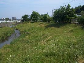 左側に奥へと伸びている川がありその右側に草木が生えている写真