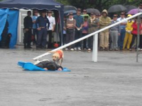 人が倒れている横に犬が近寄っている訓練の写真