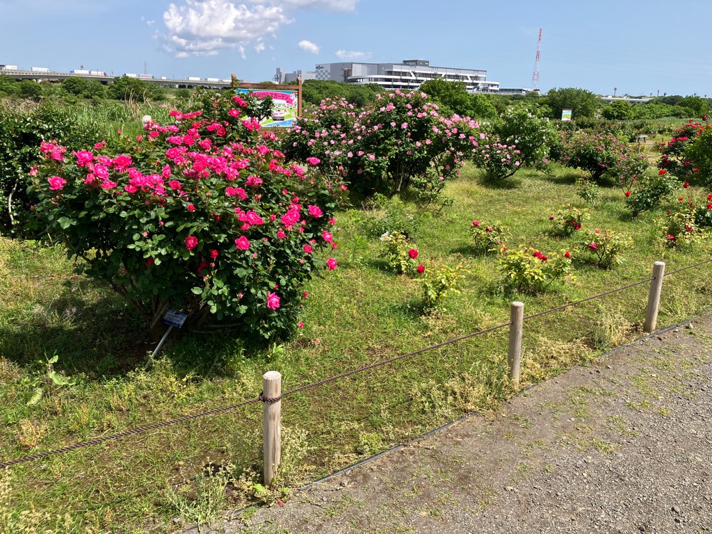 5070507_RG_3