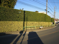 道路に面しているきれいに刈り込まれた生垣の写真