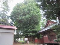 神社の社殿に寄り添うように立っている大きなイチョウの木の写真