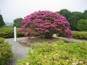 背の高い大きなピンク色のつつじの花が咲き誇っている奥に木々が生い茂っている写真