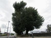 細い道路の脇の敷地内に立つ2本の大きなイチョウの木の写真