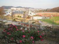 グランドやプールなどがある広大な敷地内に樹木が点在し、手前の高台にはピンク色の花が咲き誇っている荻野運動公園の写真