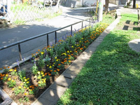 黄色やオレンジ色をした花が花壇に植えられており、光が差している写真
