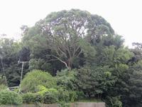 民家の広大な敷地内にある樹木の中央に立つ、大きなクスノキの木の写真