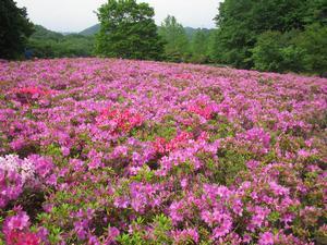 様々なピンク色のつつじの花が一面に咲き誇っている奥に木々が生い茂っている写真