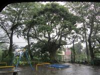 公園内のブランコの奥に立つ幹が太く大きなタブノキの木の写真