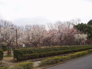 公園内を囲むように薄ピンク色や白色の梅の花が咲いている梅林の写真