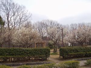 公園内を囲むように白色の梅の花が咲いている梅林の写真