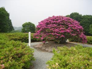 背の高い大きなピンク色のつつじの花が咲き誇っている奥に木々が生い茂っている写真