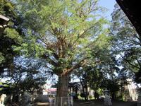 神社の広い境内の中央に立つ幹の太い1本の大きなイチョウの木の写真
