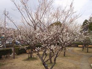 きれいに咲いている梅の花のアップ写真