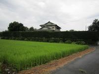手前に田んぼがある奥に、2階建ての日本家屋の敷地を囲む横に長い生垣の写真