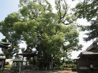 神社の境内にある梵鐘の右横に立つ大きなクスの木の写真