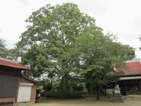 神社の社殿にまで枝がかかるくらいの大きなクスの木の写真