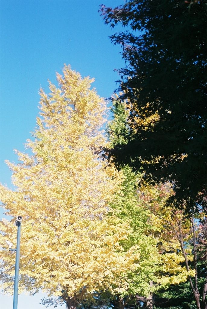 黄色く色付いた大きくて立派ばイチョウの木