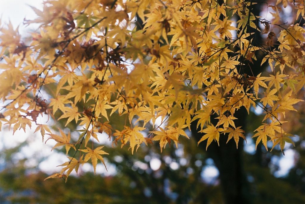 画面いっぱいに黄色く色付いたイチョウの葉