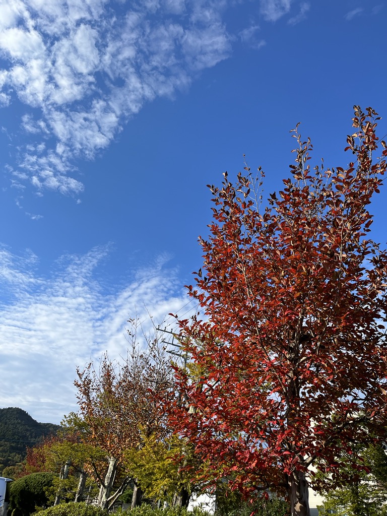 赤い葉をつけた大きな樹木と青い空