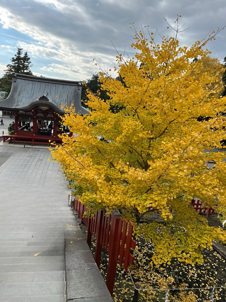 黄色いイチョウの木と赤い神社