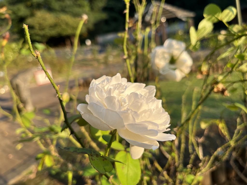 陽の光にあたる白いバラ