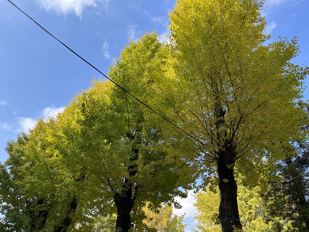 青い空を背景に黄緑色の葉をたくさんつけた大きな木が写っている様子