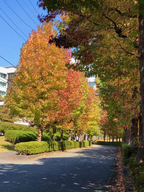 車道の両脇に沿って植えられている街路樹が赤く染まっている様子