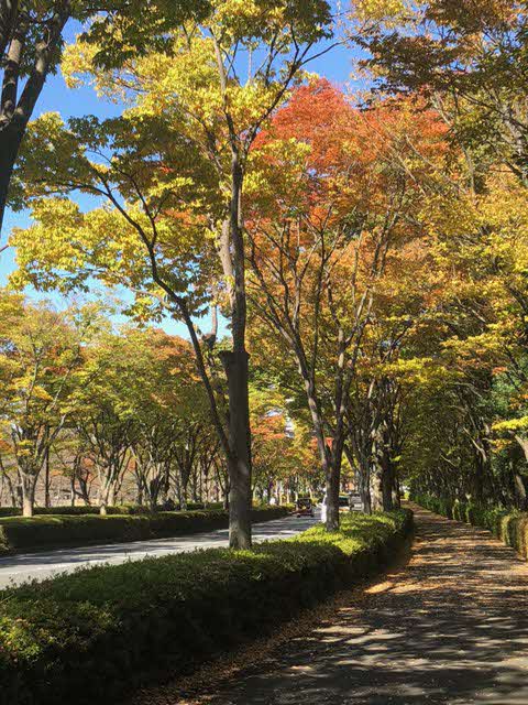 歩道に沿って植えられている紅葉の木漏れ日が、歩道にできている様子