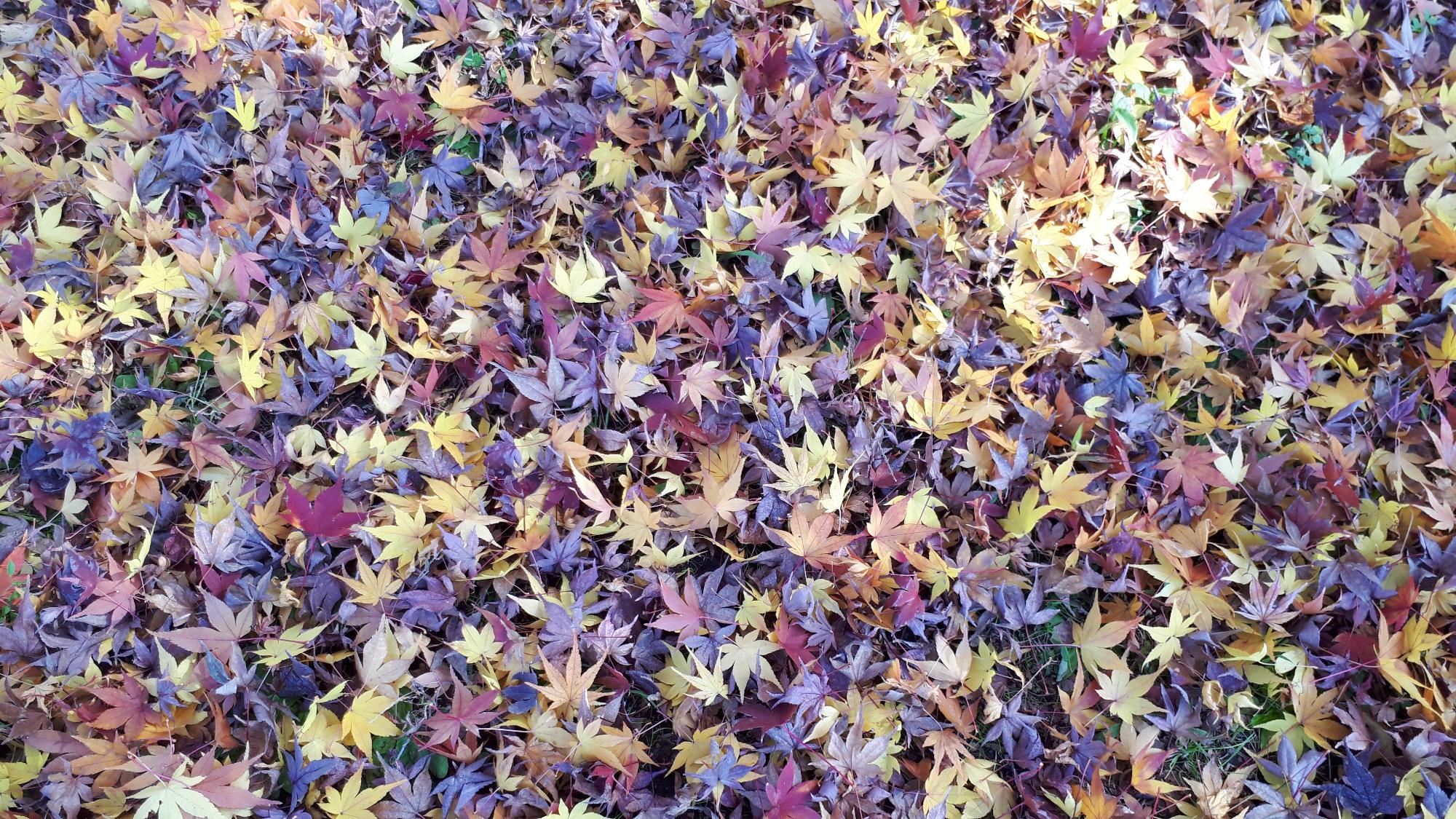 防災の丘公園にて撮影された、地面を覆いつくすように敷き詰めたかのような色とりどりに紅葉した落ち葉