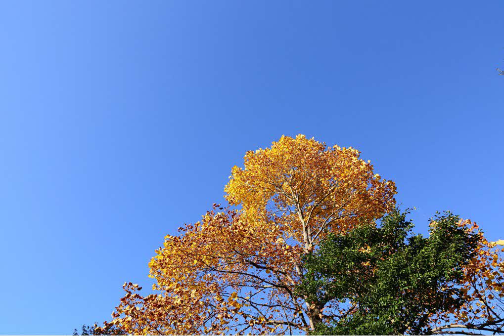 水色の空を背景に撮影された黄色く染まった樹木の葉