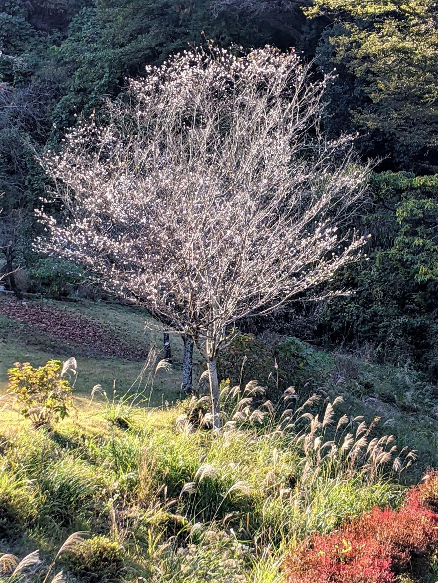 原っぱで手前にススキ、奥に桜の木が植えられており、それらが柔らかな光に照らされている様子