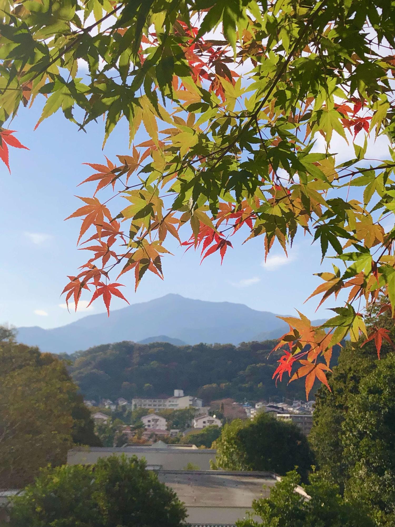 大山を背景に撮影された紅葉の写真