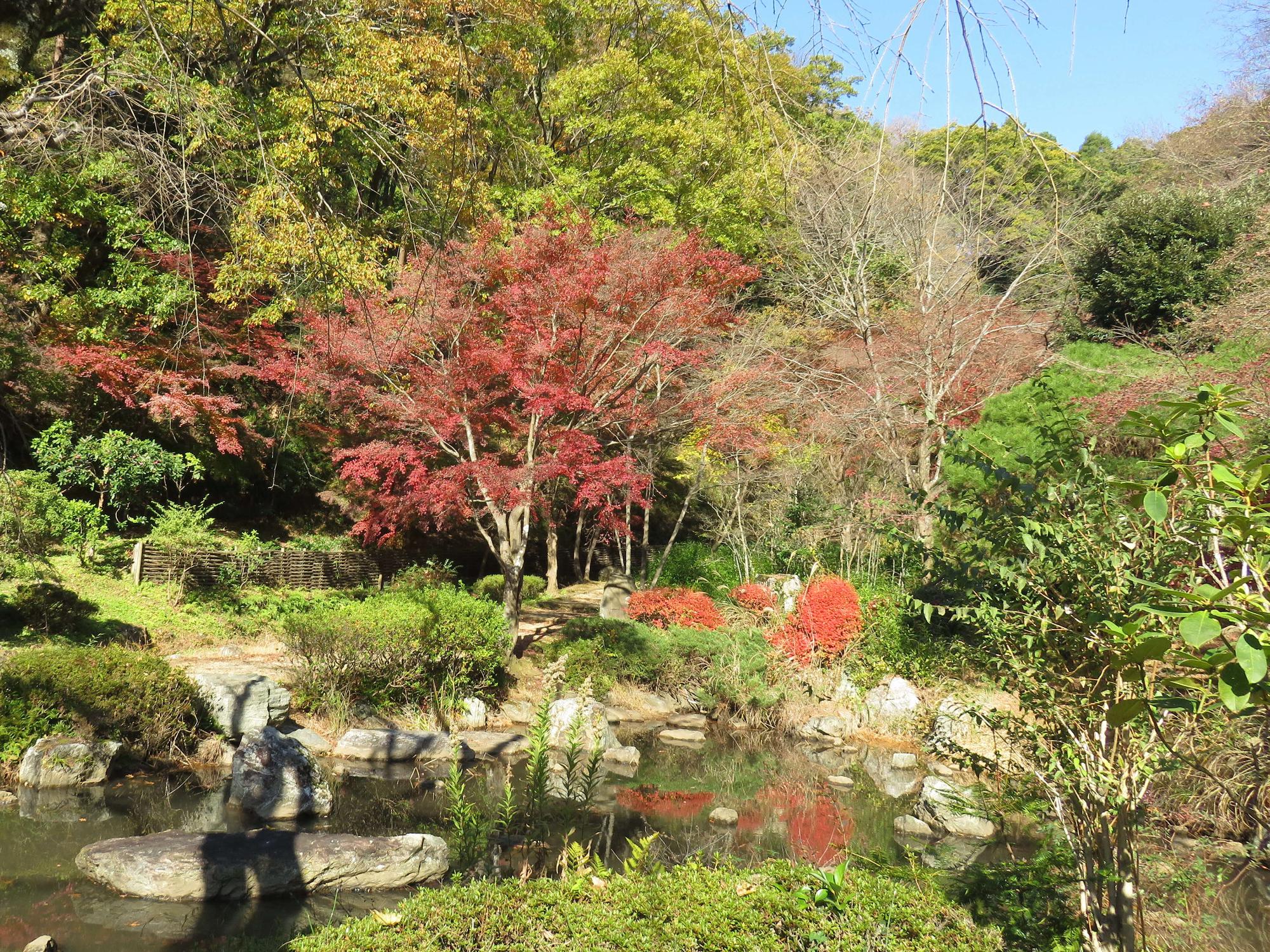 池の周りに植えられている葉が赤く染まった紅葉や、色づいていない樹木たち