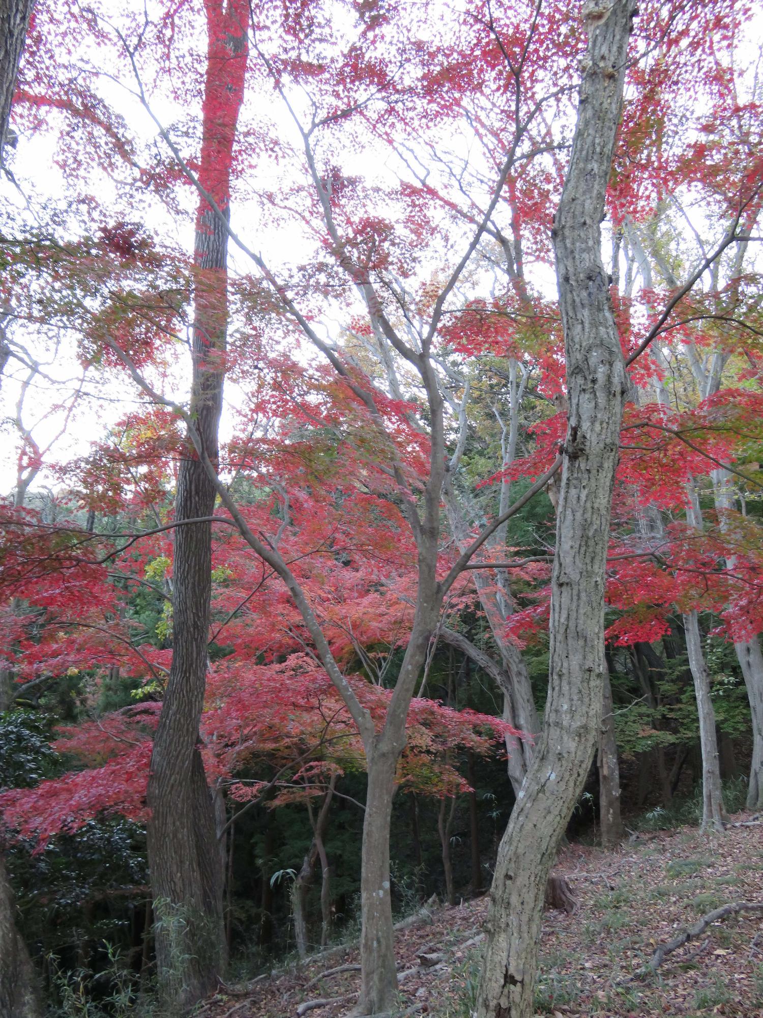 山に立っている紅葉の葉が赤く色づいている様子