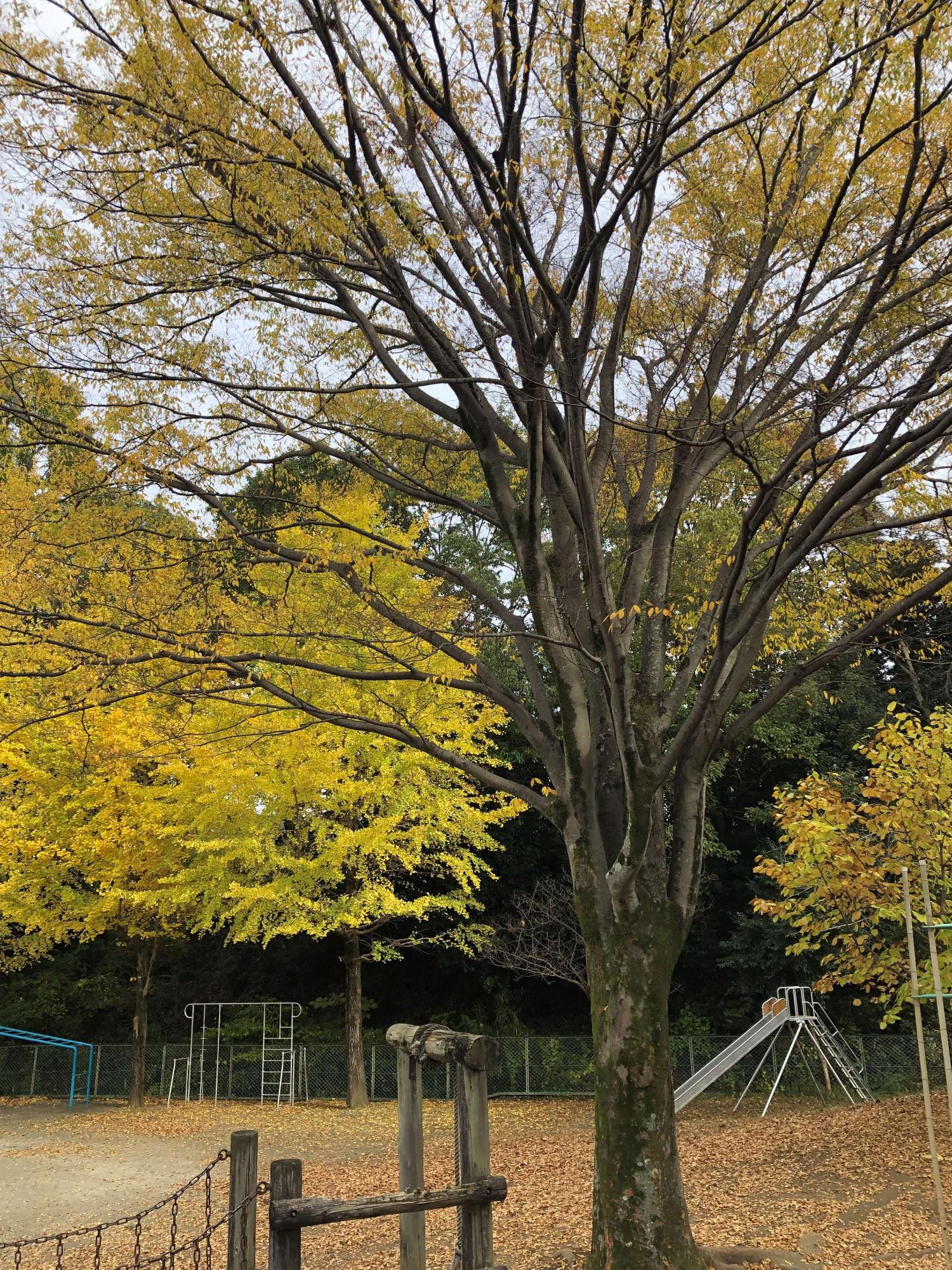 運動場に植えられている銀杏の木