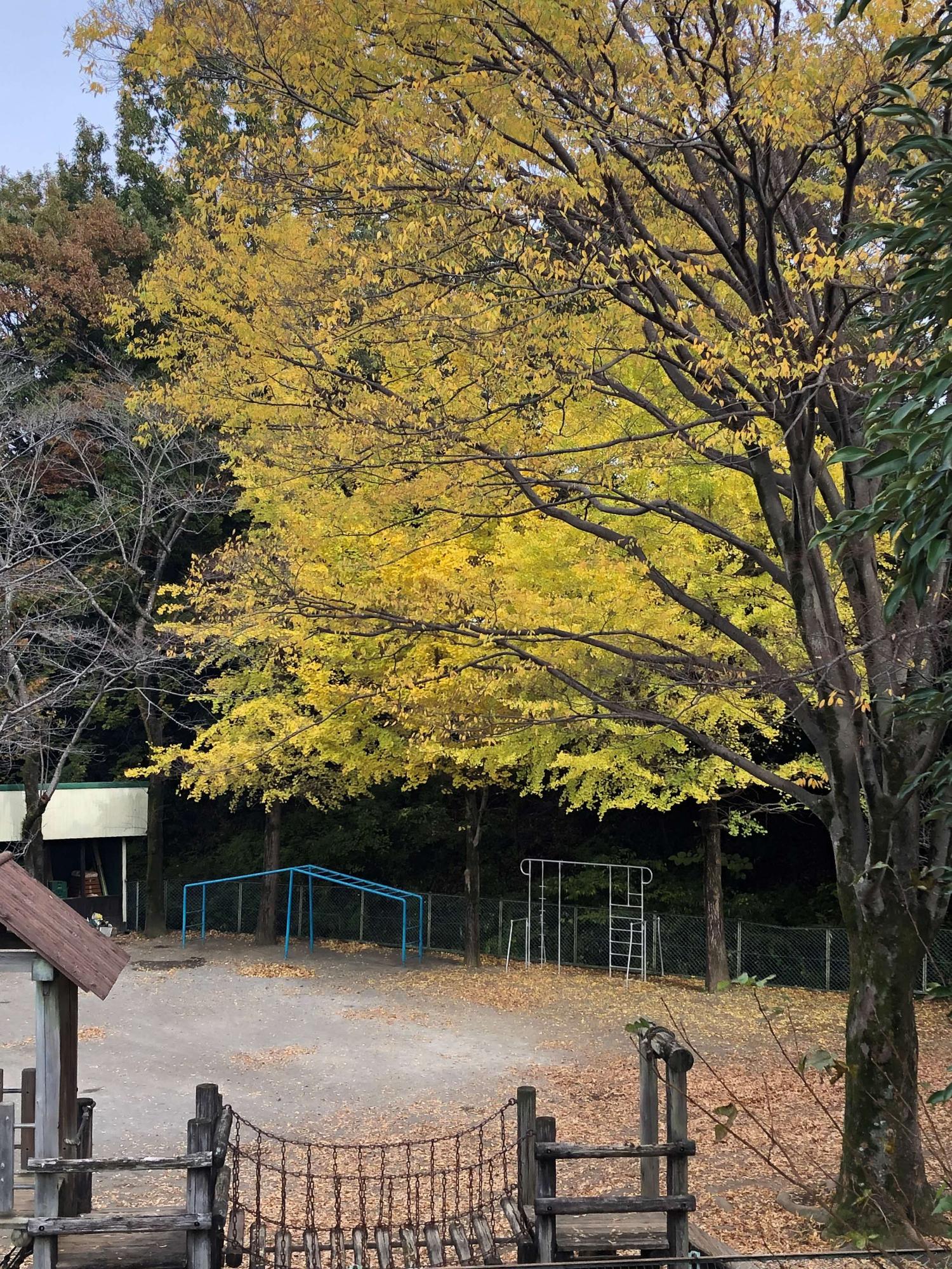 運動場に植えられている大きな銀杏の木