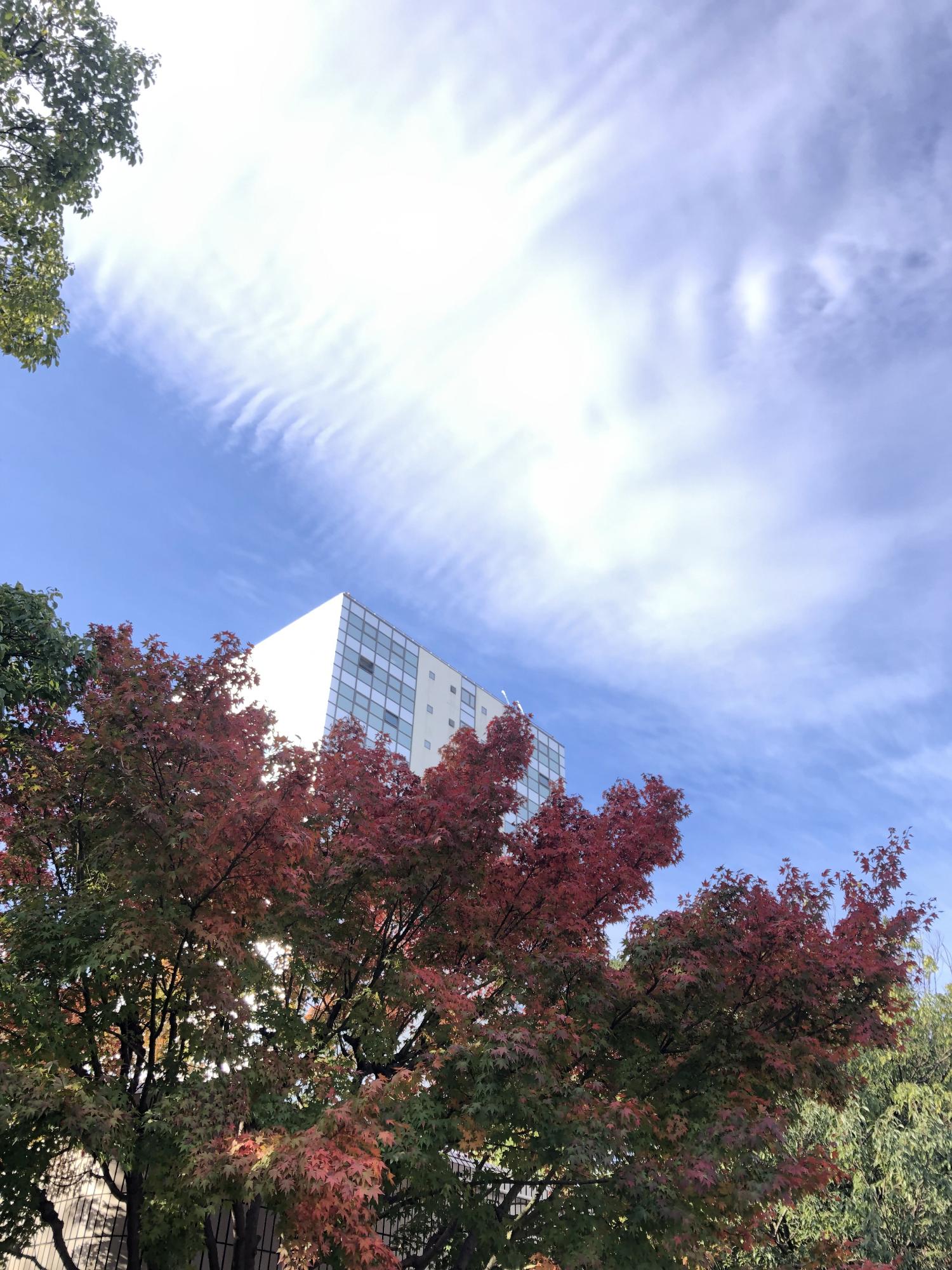 厚木市役所第二庁舎をバックに撮影された紅葉し始めの樹木と秋らしい雲