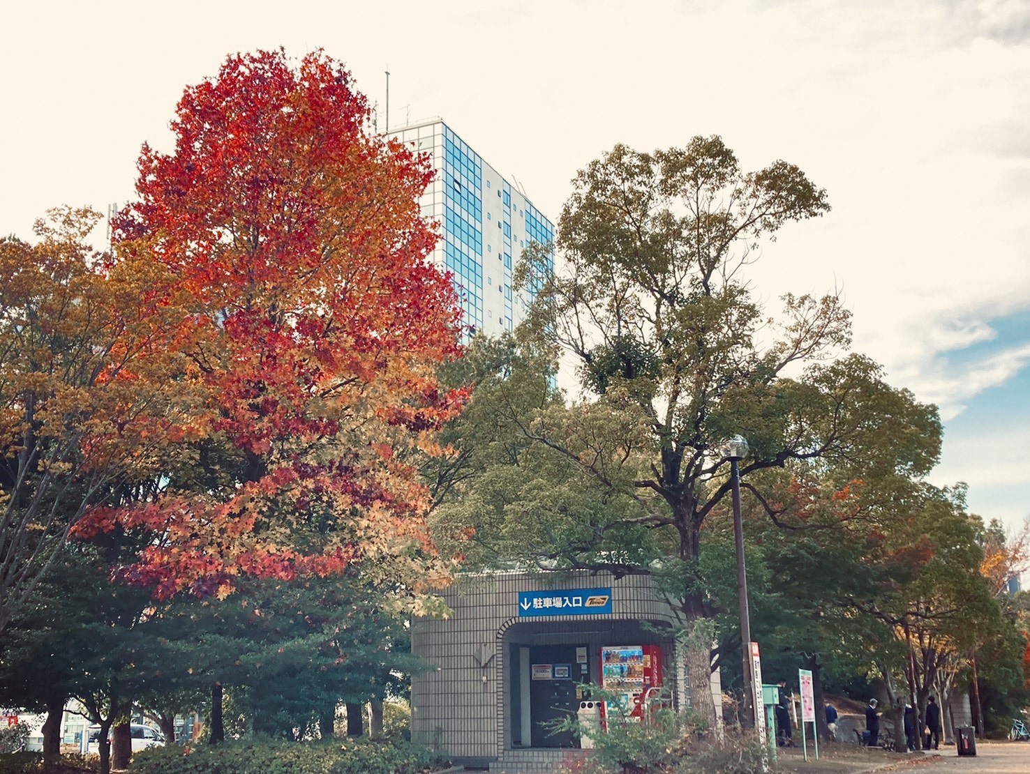 厚木中央公園の駐車場入り口横に立つ紅葉した樹木の後ろにビジネスタワーがのぞいている
