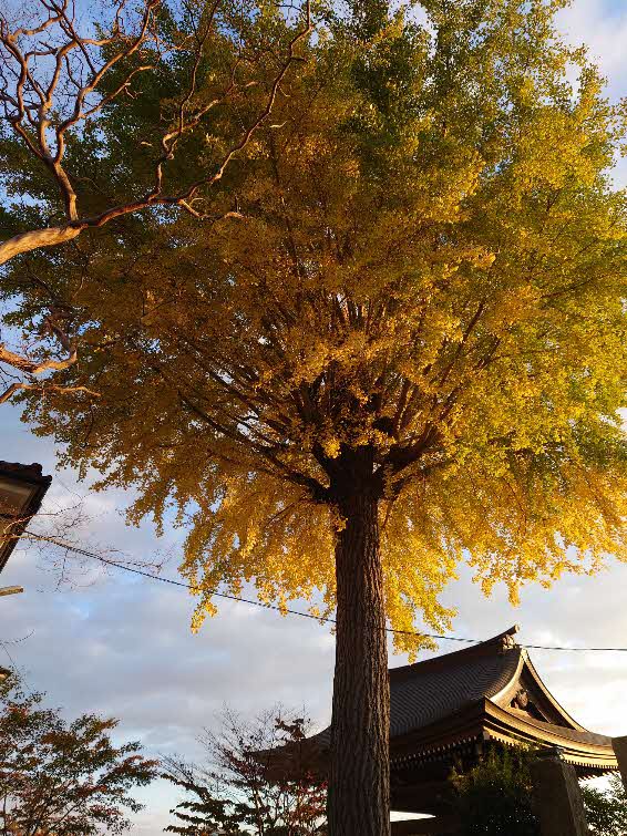 神社に立つ非常に大きなイチョウの木が夕陽に照らされているのを下から撮影した様子