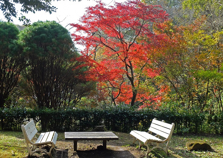 七沢森林公園森の民話館近辺のベンチと椅子の向こうに見える紅葉