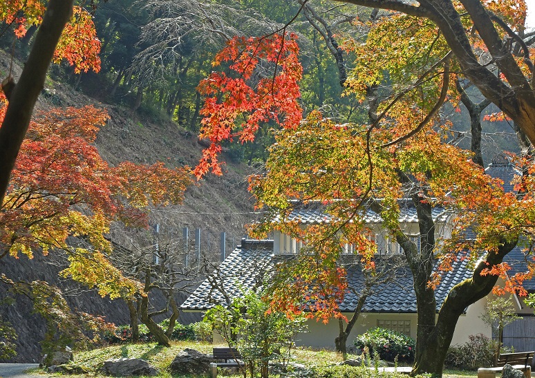 七沢森林公園森の民話館近辺の紅葉