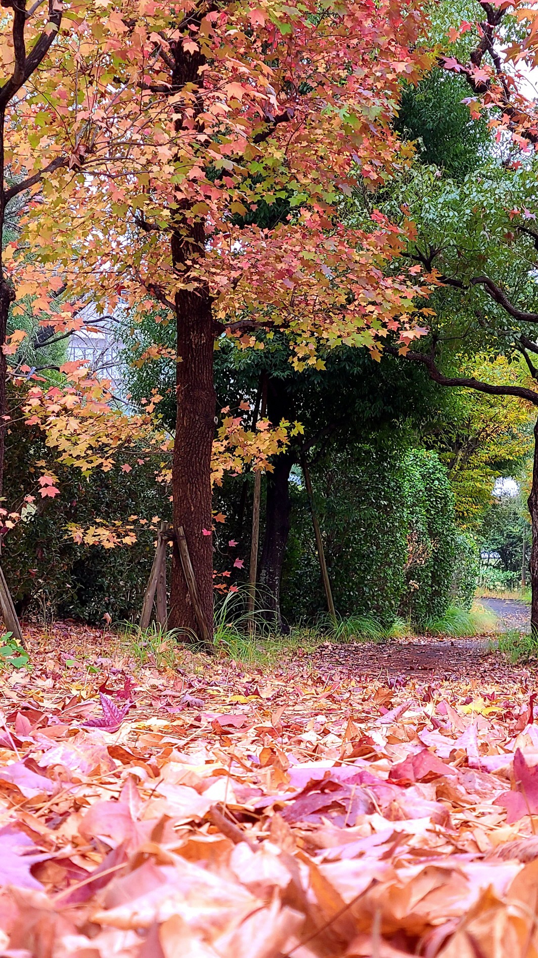 森の里で撮影された真っ赤な落ち葉の絨毯が広がる小路