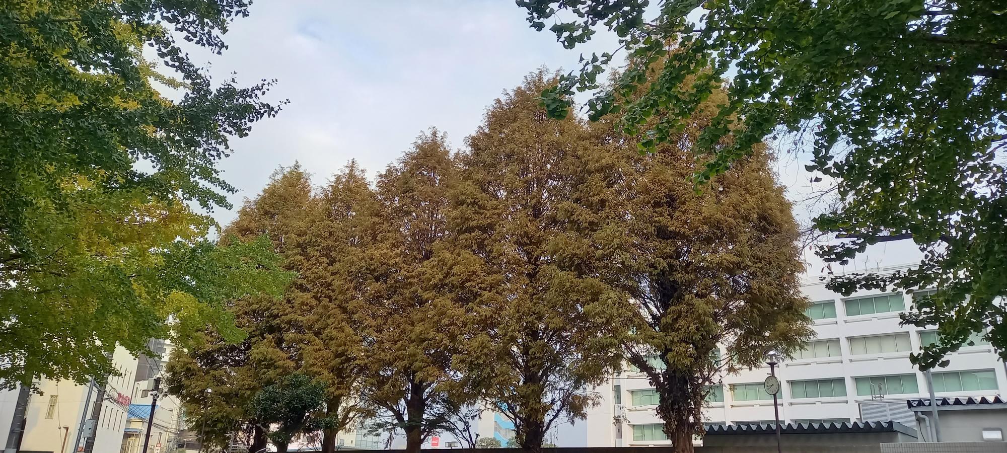 大手公園にそびえたつ茶褐色の巨大樹木5本