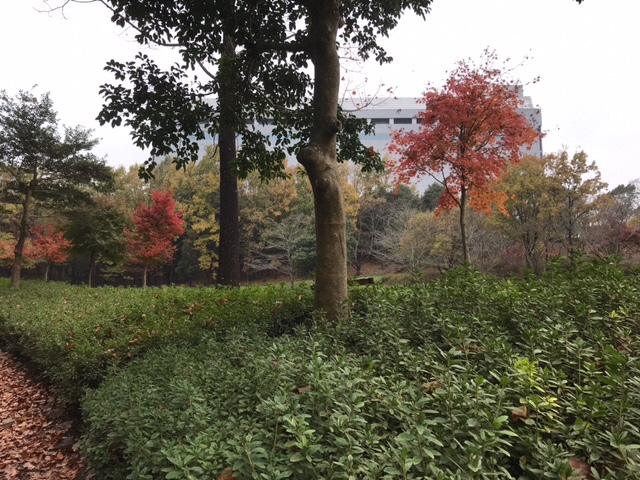 つつじの丘公園で撮影された青々とした低木の中から、ちらほらと紅葉した中木が立っている