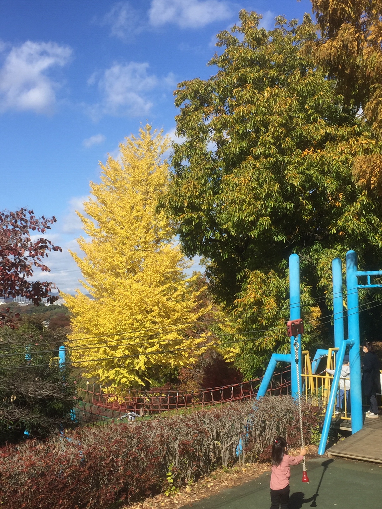 ぼうさいの丘公園の遊具で遊ぶ子供と黄色く色づいた大きなイチョウの木