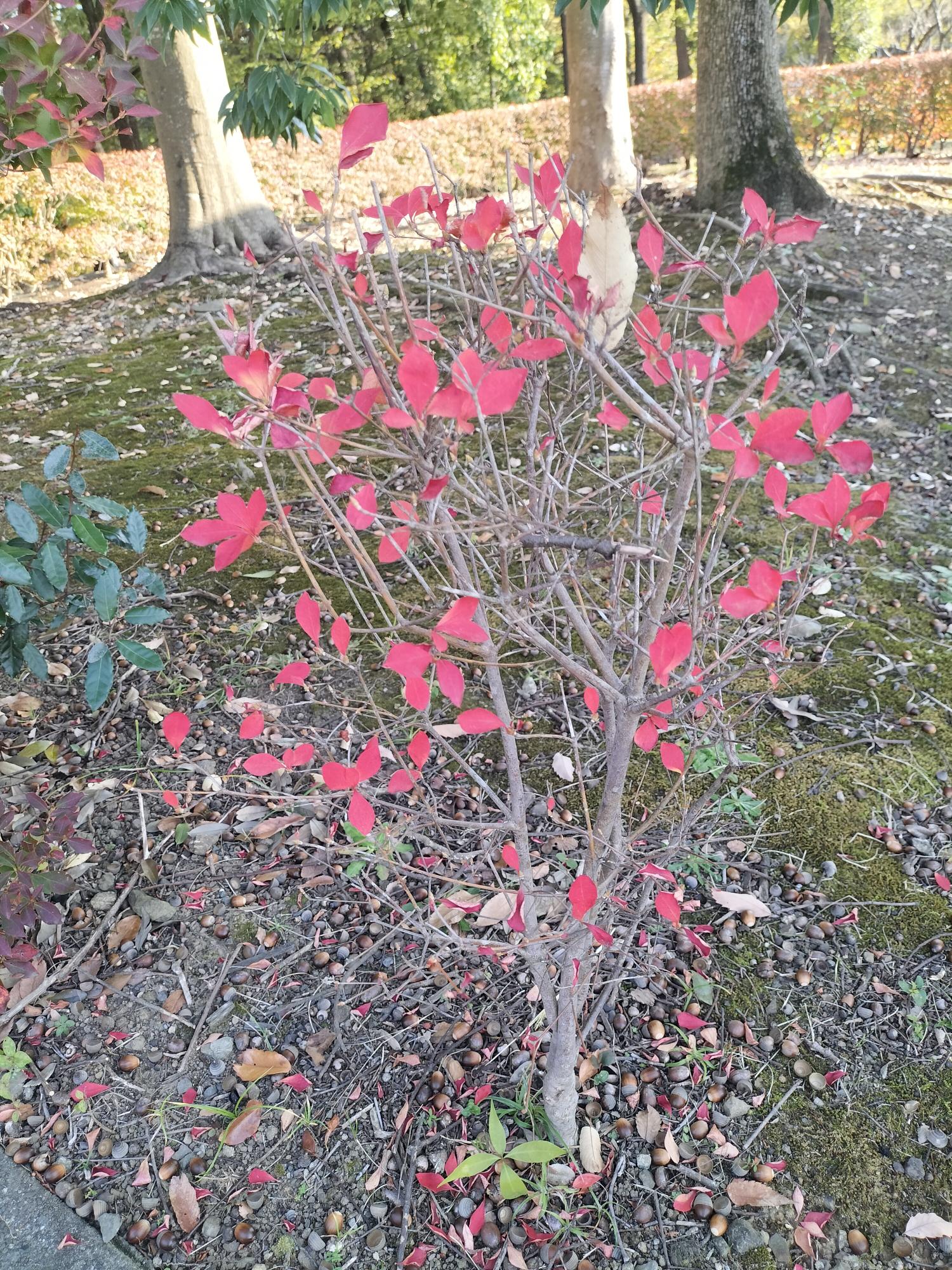 若宮公園で撮影された紅葉した低木の下に、どんぐりがたくさん落ちている