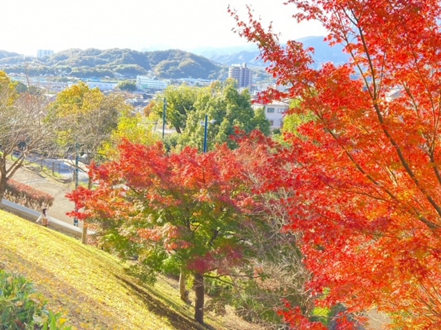 ぼうさいの丘公園の斜面に立つ真っ赤な紅葉と遠くの方に見える厚木郊外
