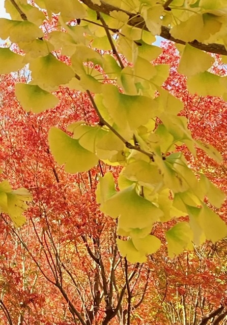 ぼうさいの丘公園の真っ赤なもみじの木を背景にした黄色いイチョウの葉
